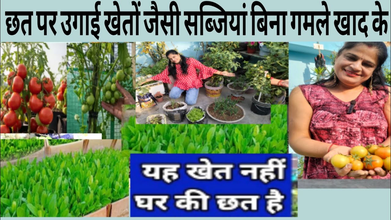 कचरे में लगाती हूं खेतों जैसी सब्जियां सालों से बिना गमले खाद के इतनी सब्जियां पड़ोसी हैरान हो जाते 