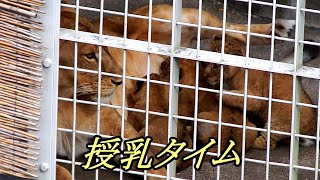 授乳タイム　Breastfeeding time　〜 Lion (ライオン)〜　 多摩動物公園