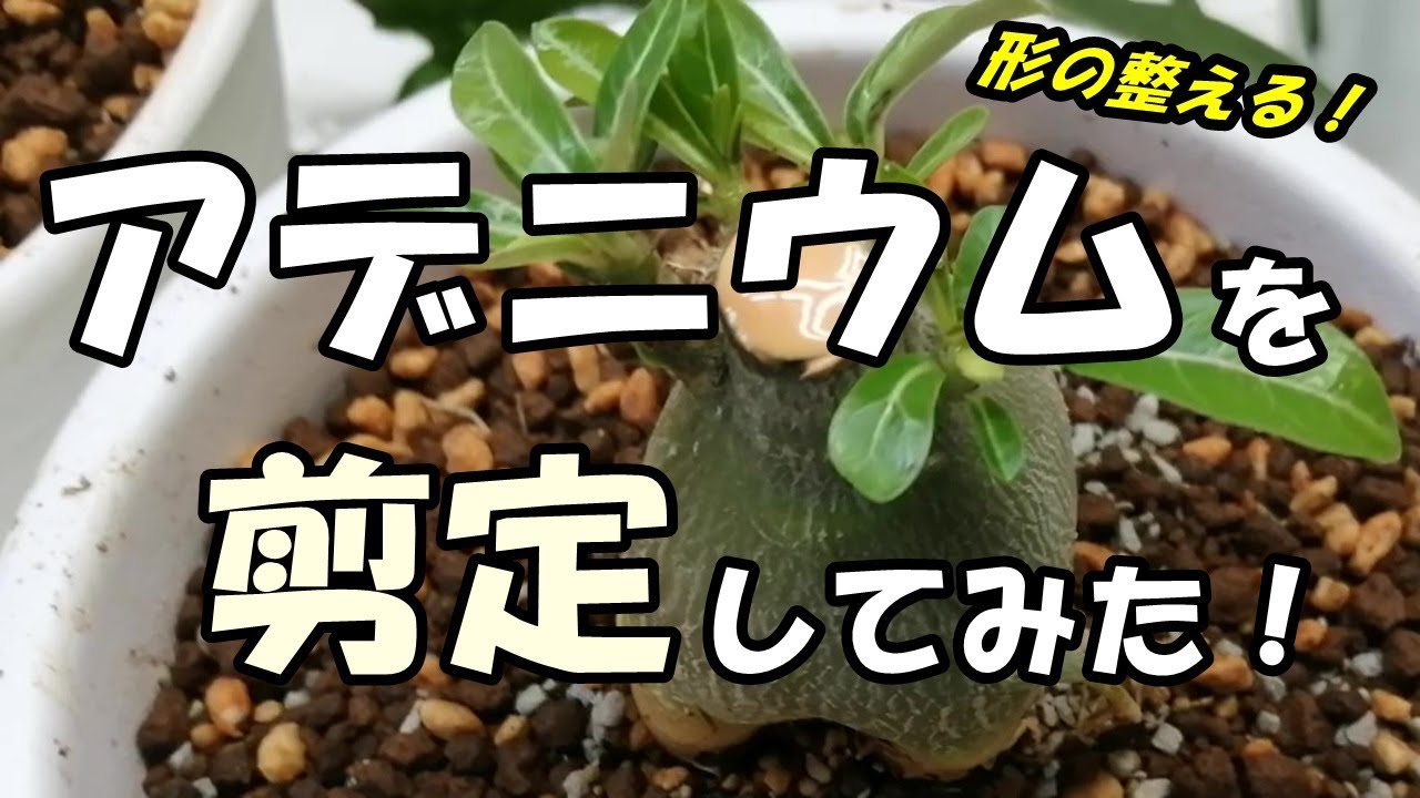 アデニウムを剪定してみた 1 Youtube