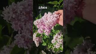 #lilac #sweetlilac lilacs bloomed this year