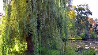 How to Grow and Care for Weeping Willow Trees (Complete Guide)