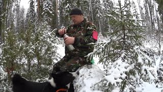охота с лайкой на лося первый снег живу в тайге мужские увлечения отдых наедине с природой