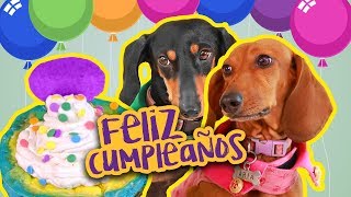 PASTEL PARA PERROS  | KAREN POLINESIA MUSAS LOS POLINESIOS