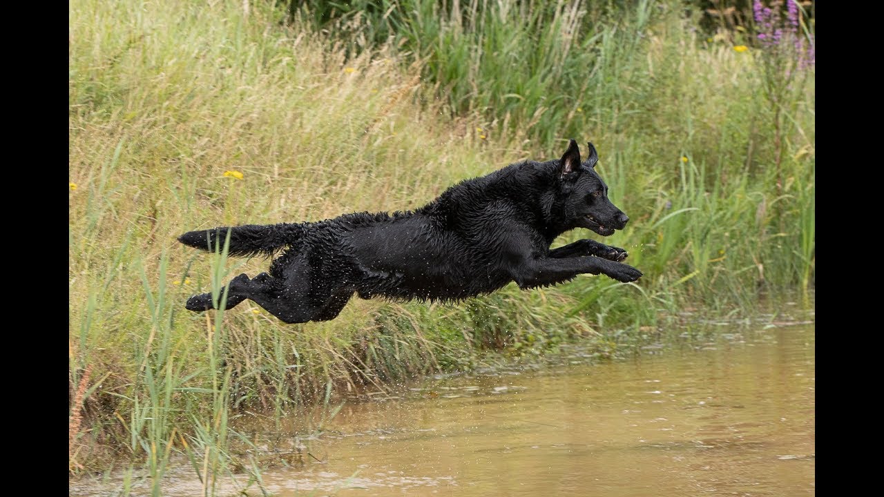 Gundog Training - Wirral Gundogs Training Ground