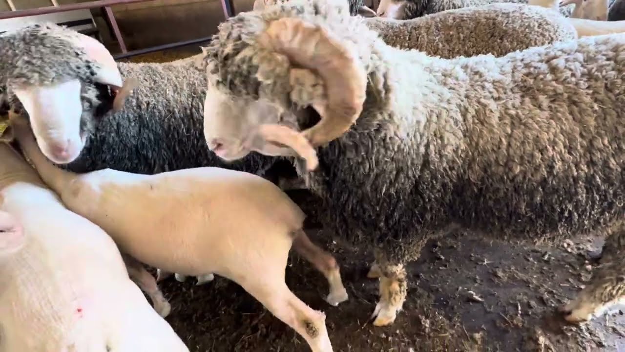 Esquilando lo merinos para las futuras Ferias ganaderas de Otoño 🍂