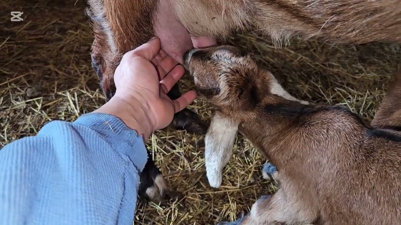 DORUȚĂ ȘI SOFIA,MĂMICI ȘI ELE!❤️❤️