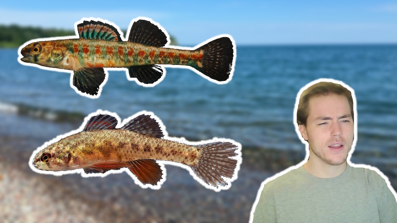 I looked for rare fishes in Lake Ontario