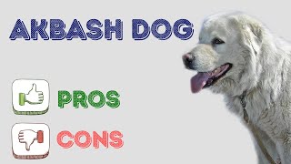 Akbash Dog: pros and cons