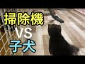 【豆柴】掃除機にちょっとビビる子犬【かわいい】Vacuum cleaner scary puppy