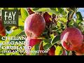 Washington Orchard For Sale | Chelan Organic Orchard | Chelan, WA