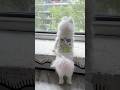 Hai vợ chồng nhà chó lục đục rồi #chomeodangyeu #dethuong #cutedog #pets