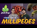 How To Keep Millipedes as Pets