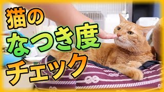 猫に懐かれてる なつき度をチェックしよう Youtube