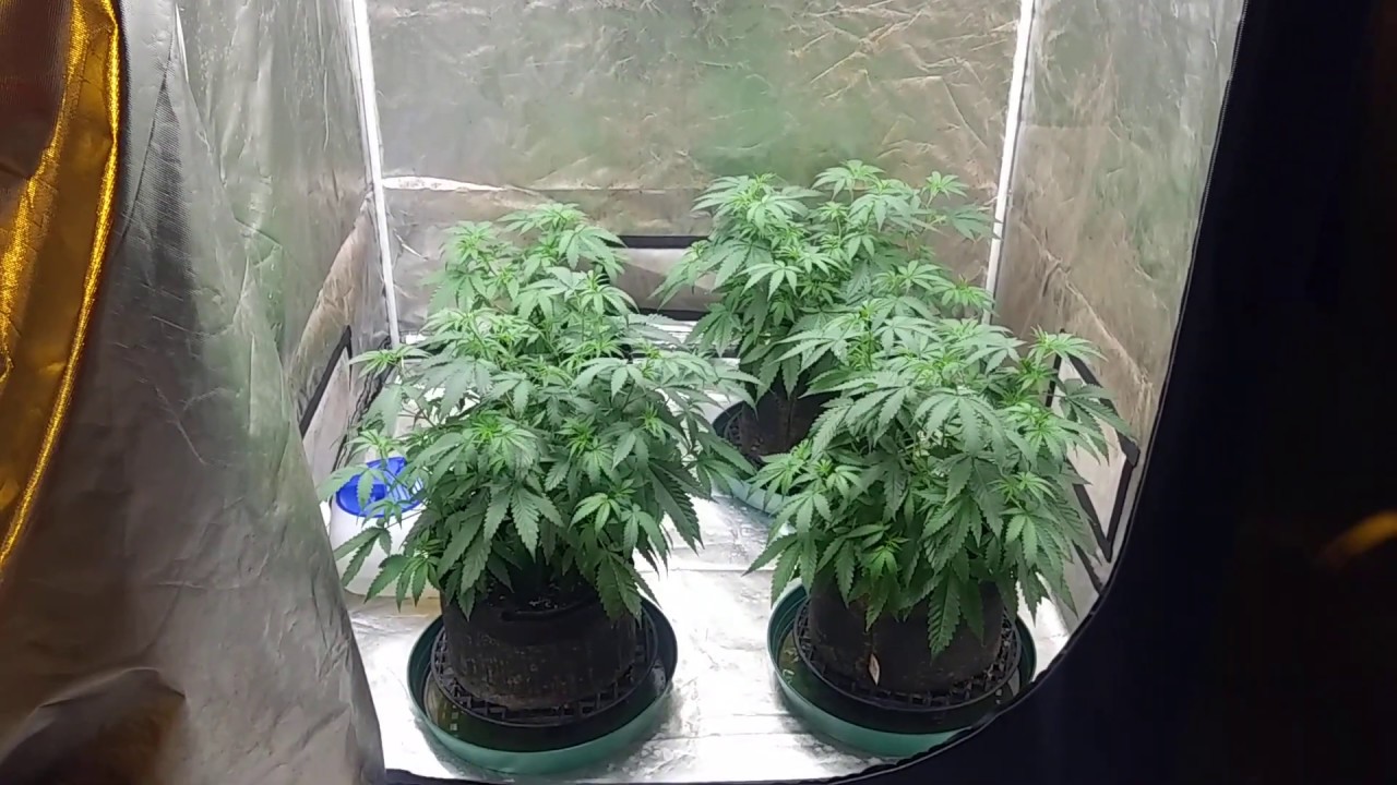 4x4 Grow Tent Update. 4 Orange Juice Krush from SKEastcoast, Day 1 in Flower. July 6, 2020