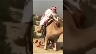 الجمل ماقدر يمشي ?#shorts