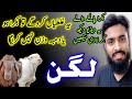 Qurbani ke bakro dumba or bachray ka wazan kaise badhaen  motivational  10dayschallenge