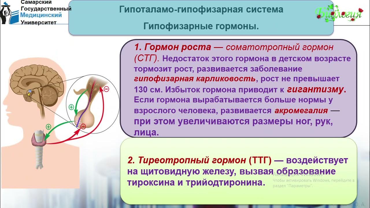 Тест железы внутренней секреции 8 класс