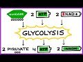 Aerobic Respiration: Converting Glucose Into Energy