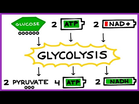 Aerobic Cellular Respiration, Glycolysis, Prep Steps