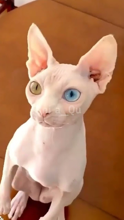 Ternyata kucing sphynx memiliki bulu#shorts