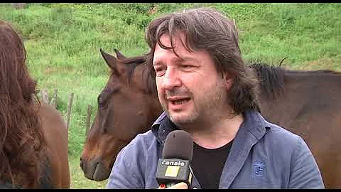 Perché il cavallo ti spinge con la testa?