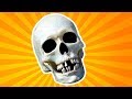 Skeleton and Skull Quiz