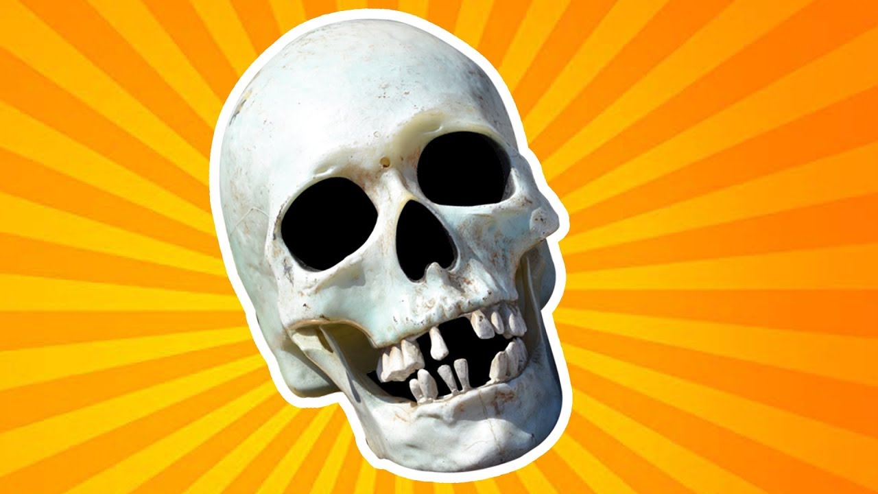 Neuroscience For Kids - The Skull