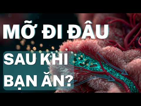 Hệ Bạch Huyết Ruột - Giải Mã Mạch Sữa (Lacteals): Cơ Chế Hấp Thu Chất Béo & Mỡ Nội Tạng
