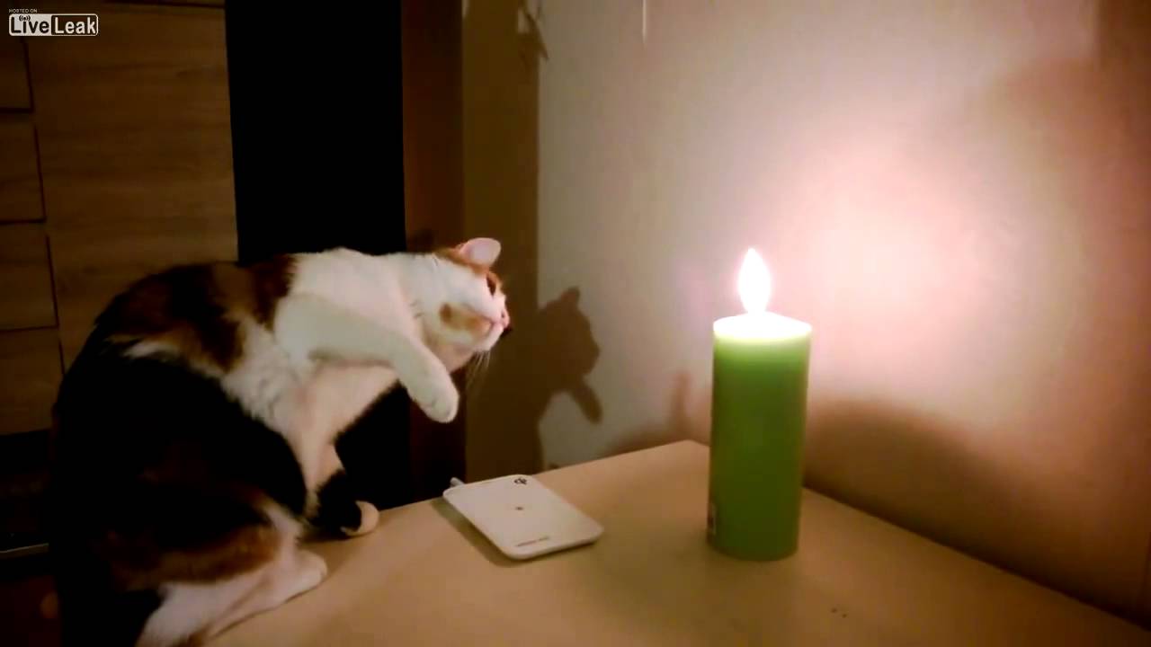 Funny.. cat plays and Fascinated With a candle YouTube