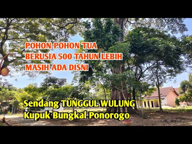 POHON POHON TUA UMUR 500 an Tahun Masih Ada DISINI Sendang Tunggul Wulung Kupuk Ponorogo class=