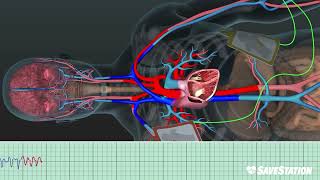 SPANISH: DEA en Acción | Una mirada en 3D dentro del cuerpo