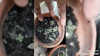 succulent plant unboxing by rehans gardening 