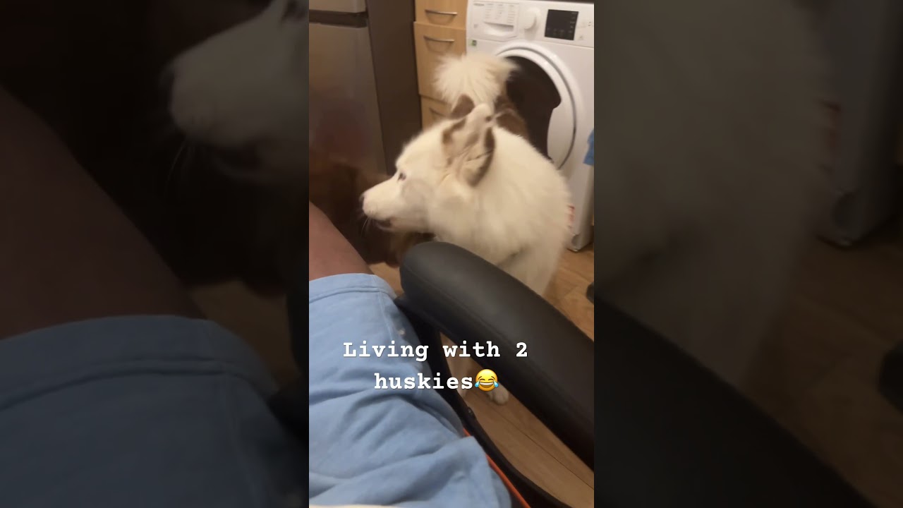 Living with 2 huskies😂 