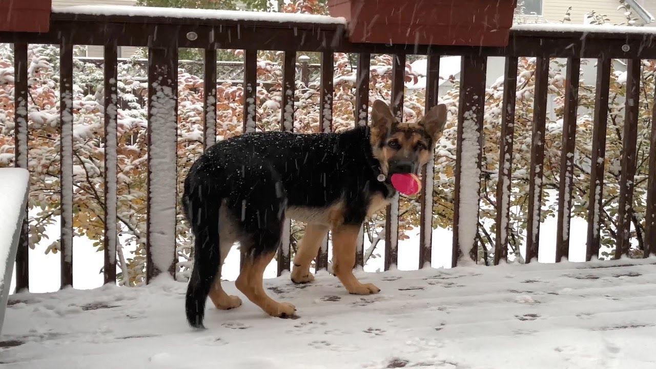 German Shepherd Puppy Seeing Snow for The First Time! - YouTube