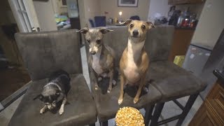 cooking show for our dogs