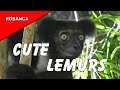 THE CUTEST LEMURS ON MADAGASCAR: Wild Lemurs, an endangered species, with commentary.