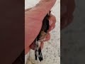 دليل على بيكربونات لعلاج مرض الجلد
