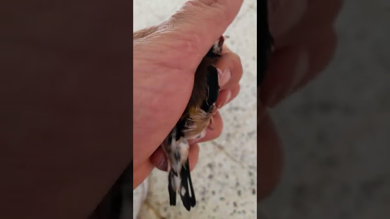 دليل على بيكربونات لعلاج مرض الجلد