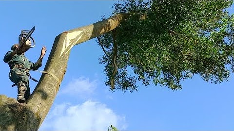 Cưa cây tràm bông vàng siêu to . Ở thị trấn ba chúc .Cưa cây kỹ thuật cao