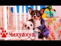 Собака Чихуахуа: уход и содержание, дрессировка  | Самая маленькая собака
