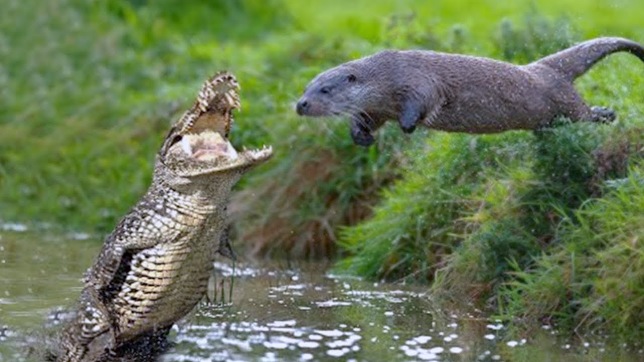 Крокодилы и лягушки какие животные. Гигантская Амазонская выдра. Гигантская бразильская выдра. Речная выдра Амазонская. Бразильская выдра против крокодила.