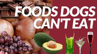 10 Foods Your Dog CANNOT Eat by Canine Company 22 views 1 year ago 1 minute, 5 seconds