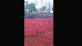 The Last Post in a field of poppies  2/11/2014 at The Tower of London