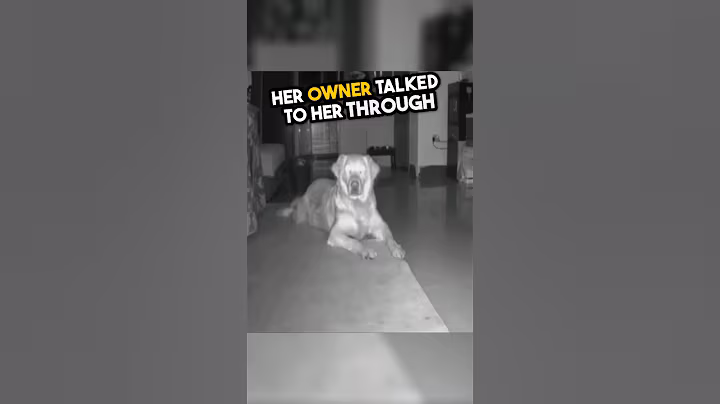 Her owner talked with her dog for little help 🥺❤️ #shorts