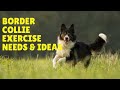 Border Collie Exercise [Needs and Ideas] の動画、YouTube動画。