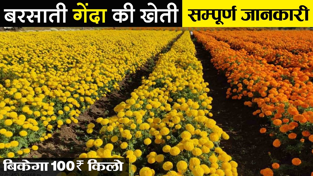 गेंदा फूल की खेती कब और कैसे करें पूरी जानकारी | Marigold Farming in India | Gende Ki Kheti