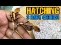 I ACCIDENTALLY made a gecko hatch on camera. 3 new baby crested geckos!