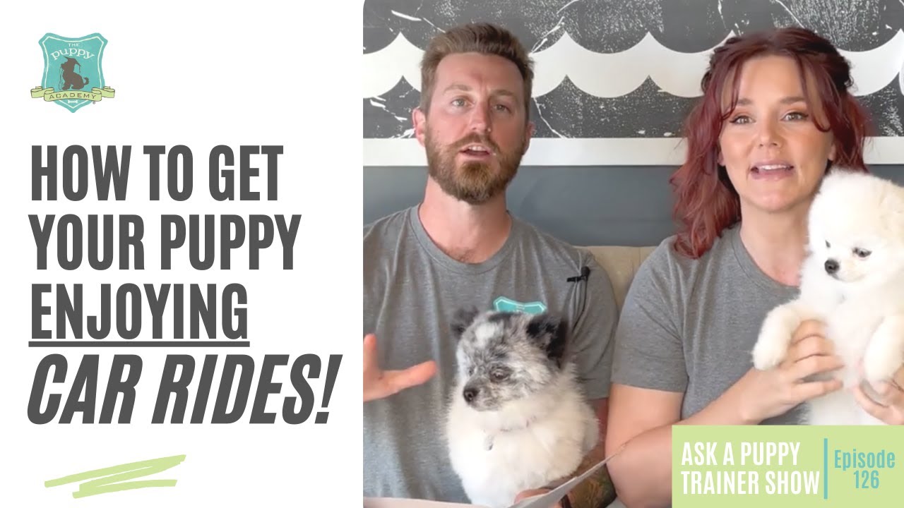 How To Get Your Puppy Enjoying Car Rides | AAPTS Ep. 126 - YouTube