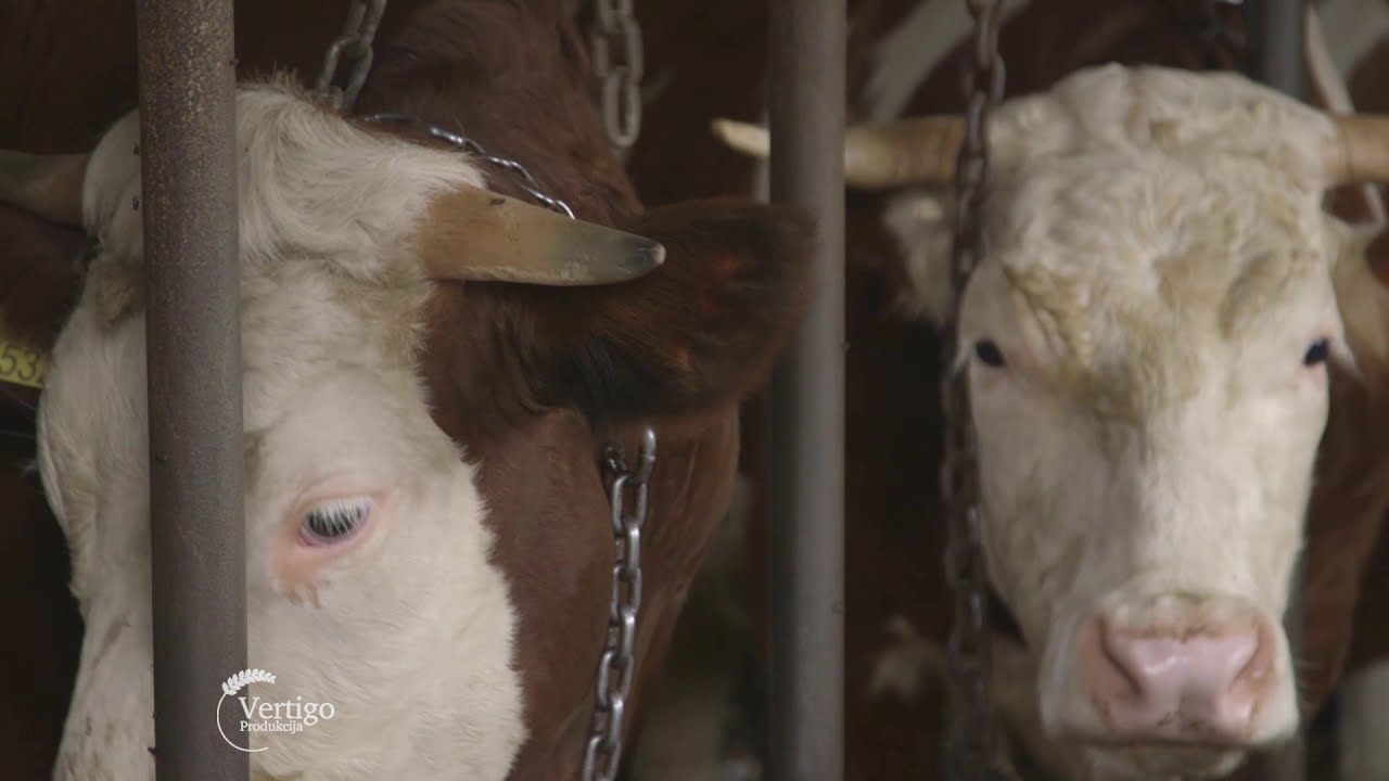 Cena mleka i bikova zabrinjavajuce niska - U nasem ataru 867