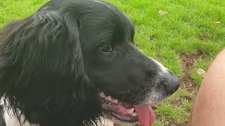 Whistle commands for working dogs by Working Springer Guernsey 1,021 views 7 months ago 9 minutes, 26 seconds